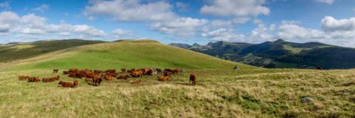 Vaches salers au buron d'Algour - Tirage photo