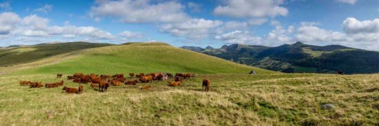 Vaches salers au buron d'Algour - Tirage photo