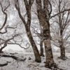 Arbres en hiver - Tirage photo