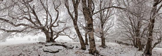 Arbres en hiver - Tirage photo