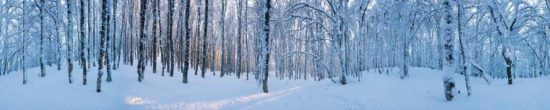 Forêt en hiver - Tirage photo