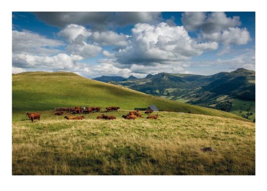 Vaches salers au buron d’Algour, Cantal