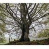 Arbre - Tirage photo