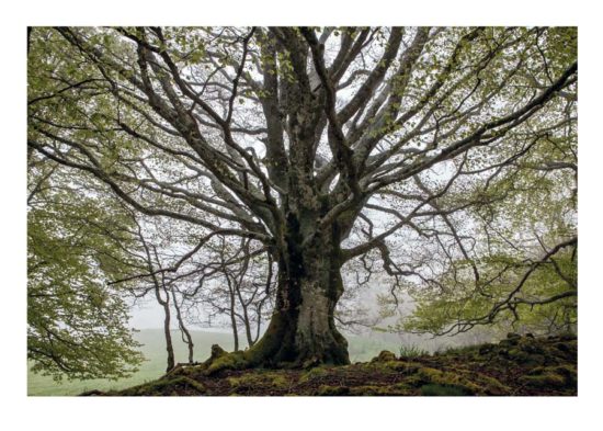 Arbre - Tirage photo