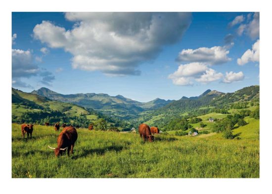 Vaches salers, vallée de La Jordanne - Tirage photo