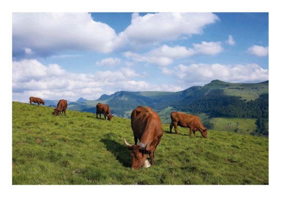 Vaches salers, Cantal - Tirage photo